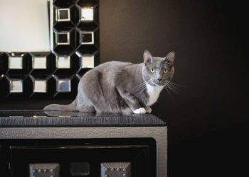 10 Fakta Menarik Tentang Cakar Kucing Anda