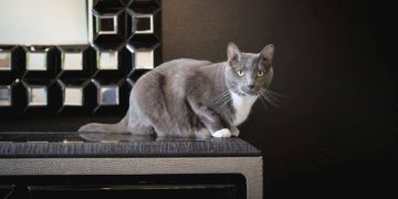 10 Fakta Menarik Tentang Cakar Kucing Anda