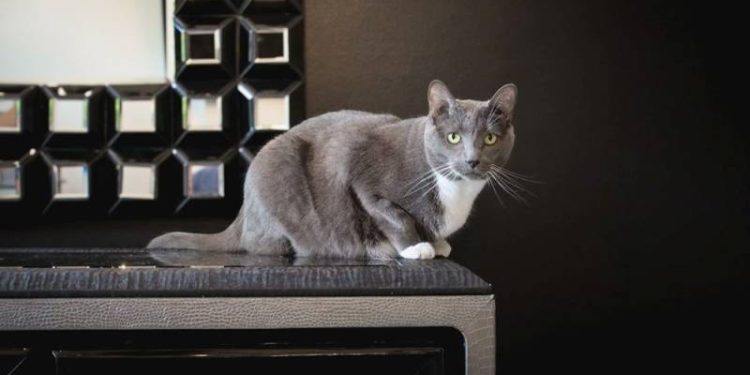 10 Fakta Menarik Tentang Cakar Kucing Anda