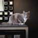 10 Fakta Menarik Tentang Cakar Kucing Anda