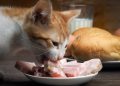 makanan kucing daging ham. foto. cats.com