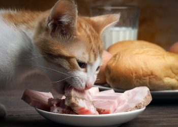 makanan kucing daging ham. foto. cats.com