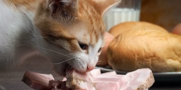 makanan kucing daging ham. foto. cats.com