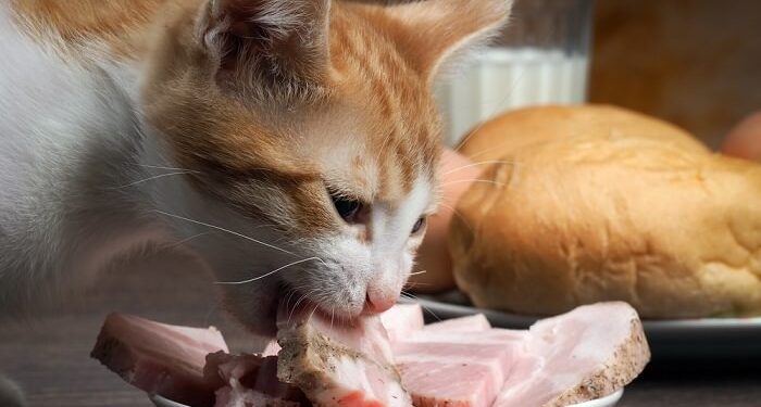 makanan kucing daging ham. foto. cats.com