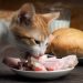 makanan kucing daging ham. foto. cats.com