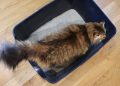 kotak pasir kucing, cats.com