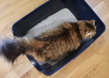 kotak pasir kucing, cats.com