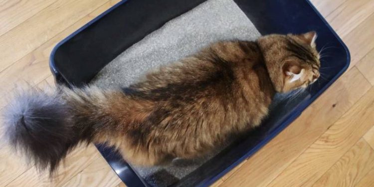 kotak pasir kucing, cats.com