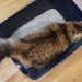kotak pasir kucing, cats.com